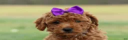 Miniature Poodle dogs for sale: Zazzy - Ad 3