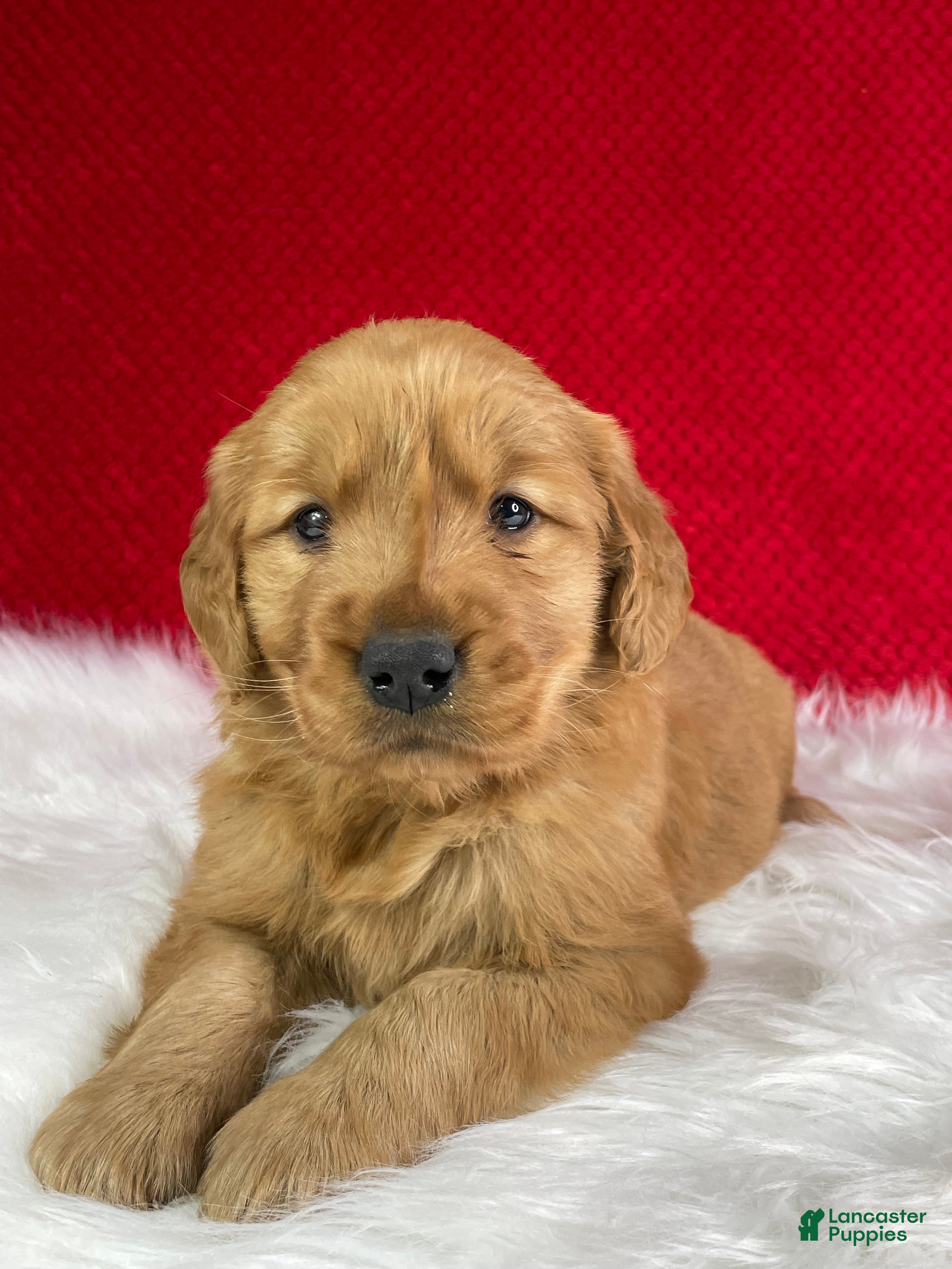 Golden Retriever dogs Willow - Ad 1
