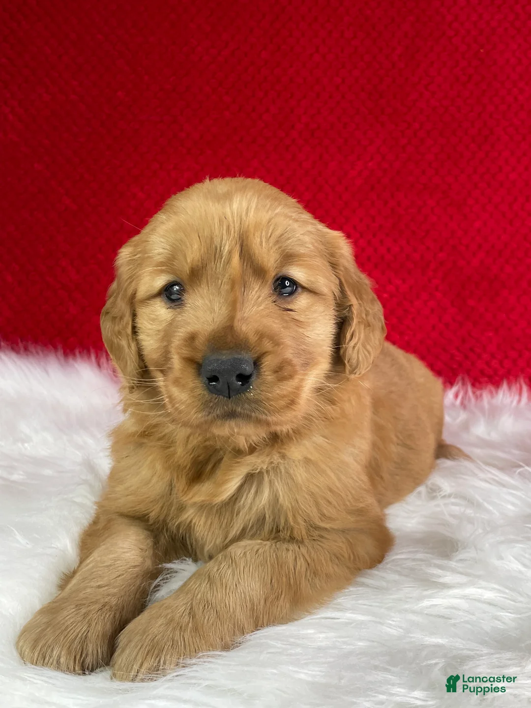 Golden Retriever dogs for sale: Willow - Ad 1