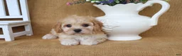 Cavachon dogs for sale: Tessa - Ad 10