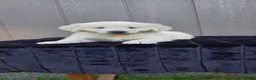 Golden Retriever dogs for sale: Aloha - Ad 5