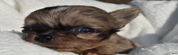 Chihuahua dogs for sale: isaac - Ad 4
