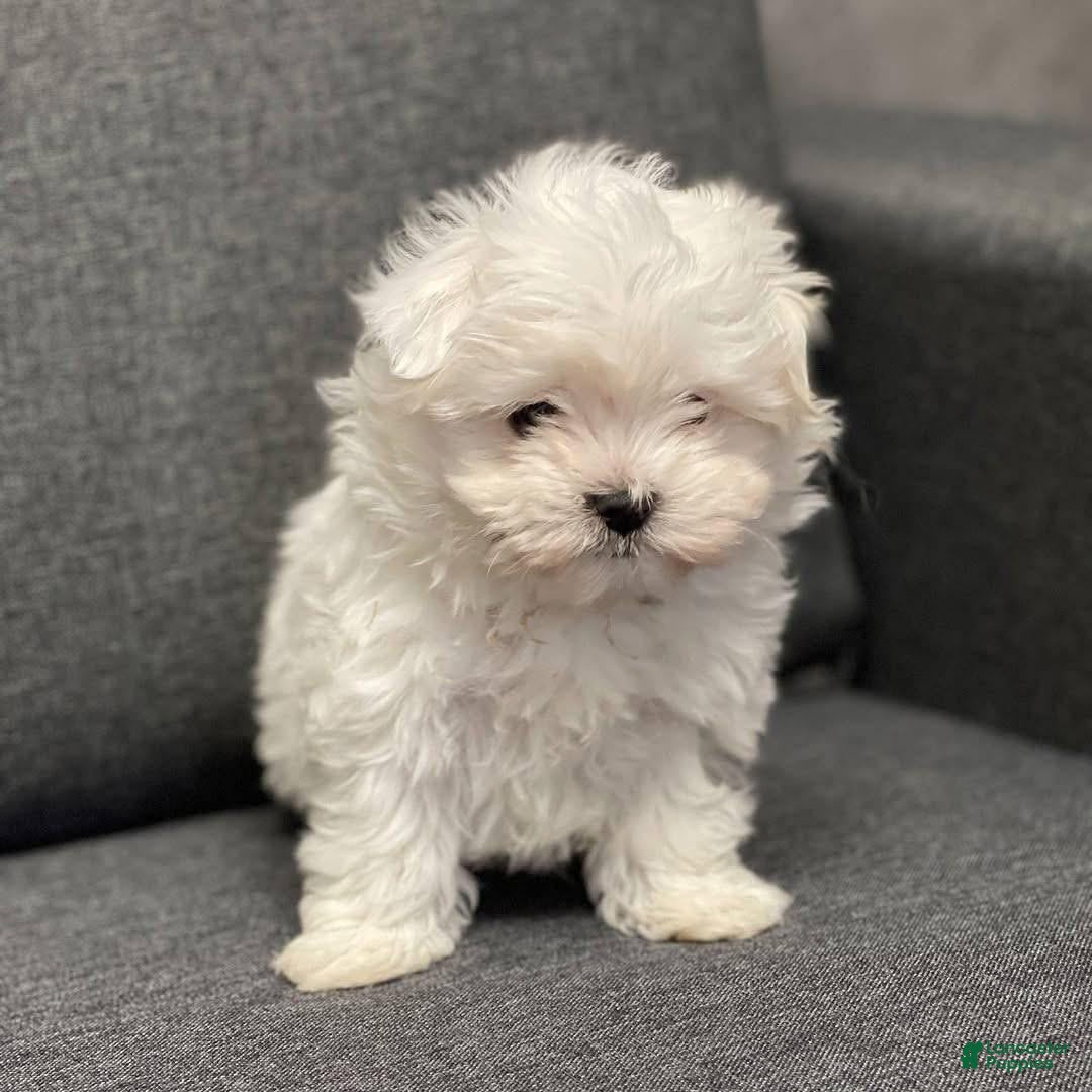 Maltese dogs Maltese Puppy 1 - Ad 17