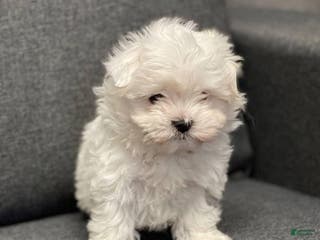 Maltese dogs Maltese Puppy 1 - Ad 17