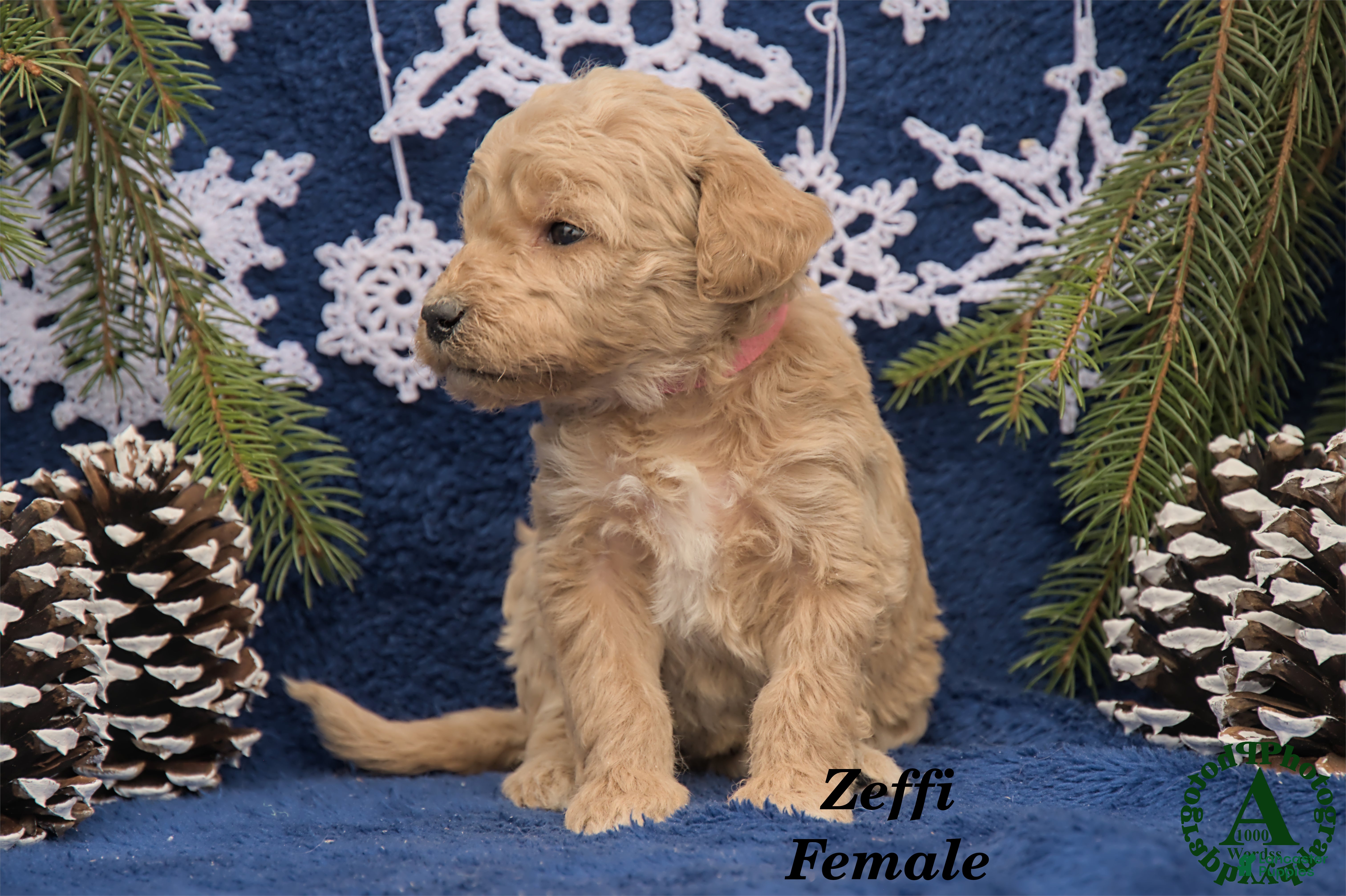 Mini Goldendoodle dogs Zeffi - Ad 2