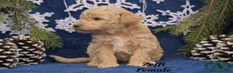 Mini Goldendoodle dogs for sale: Zeffi - Ad 2