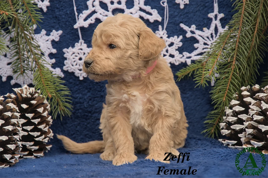 Mini Goldendoodle dogs for sale: Zeffi - Ad 2