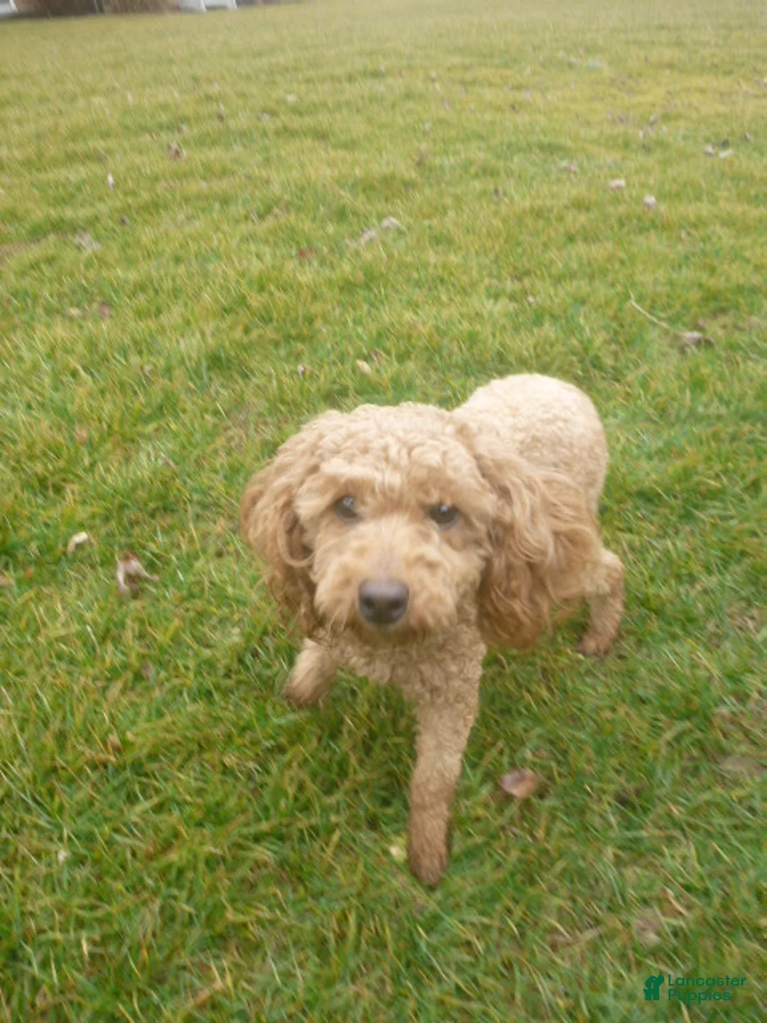 Miniature Poodle dogs for sale: Quill - Ad 5