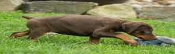 Doberman Pinscher dogs for sale:  Delilah (Red Rust)🐶 - Ad 12