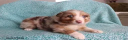 Australian Shepherd dogs for sale: Sugar - Ad 2