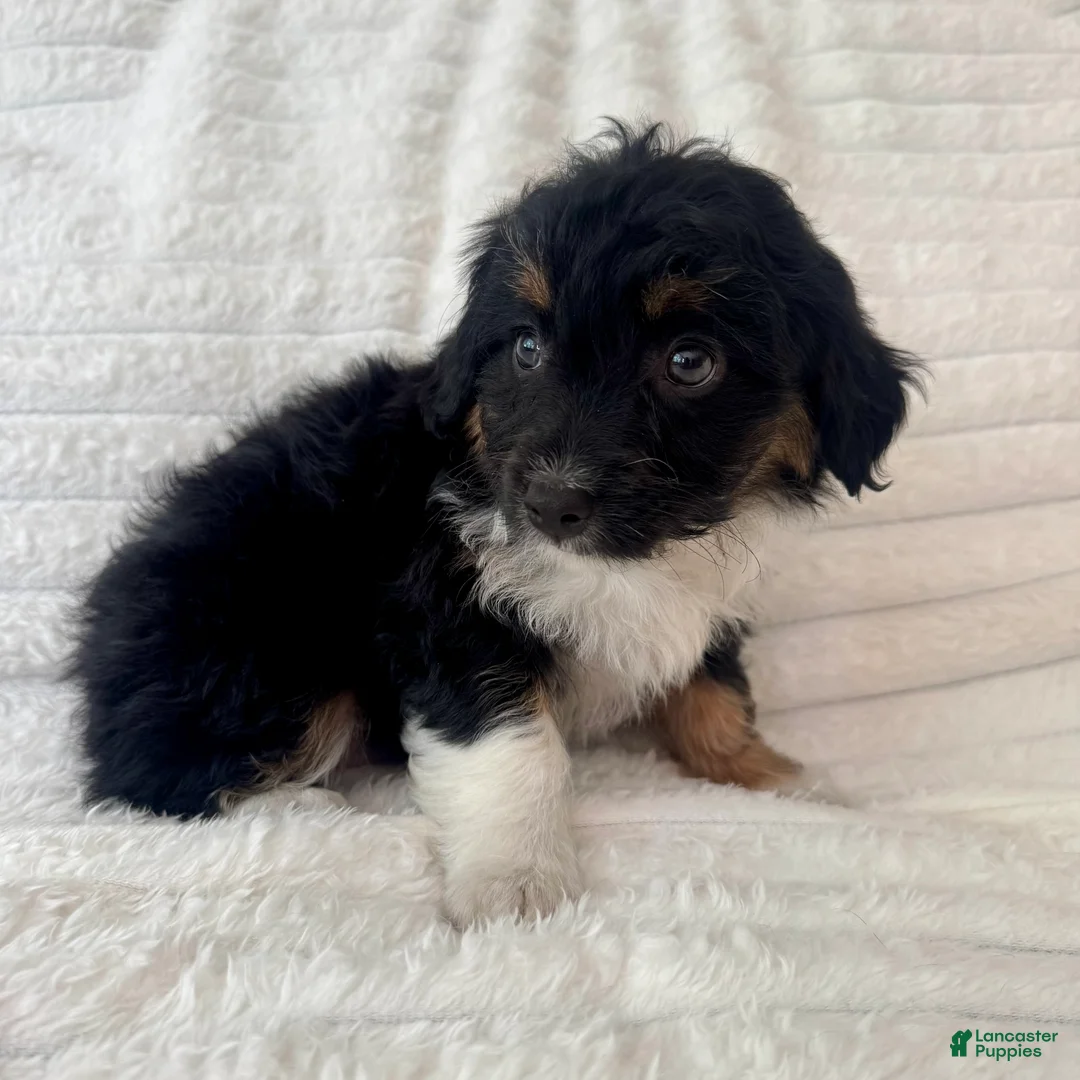 Mixed Breed dogs for sale: Rita  - Ad 4