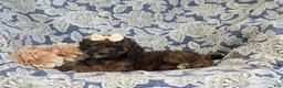 Cockapoo dogs for sale: Faith Hypoallergenic - Ad 4