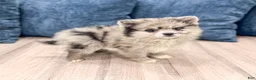 Pomeranian dogs for sale: Stormy - Ad 3