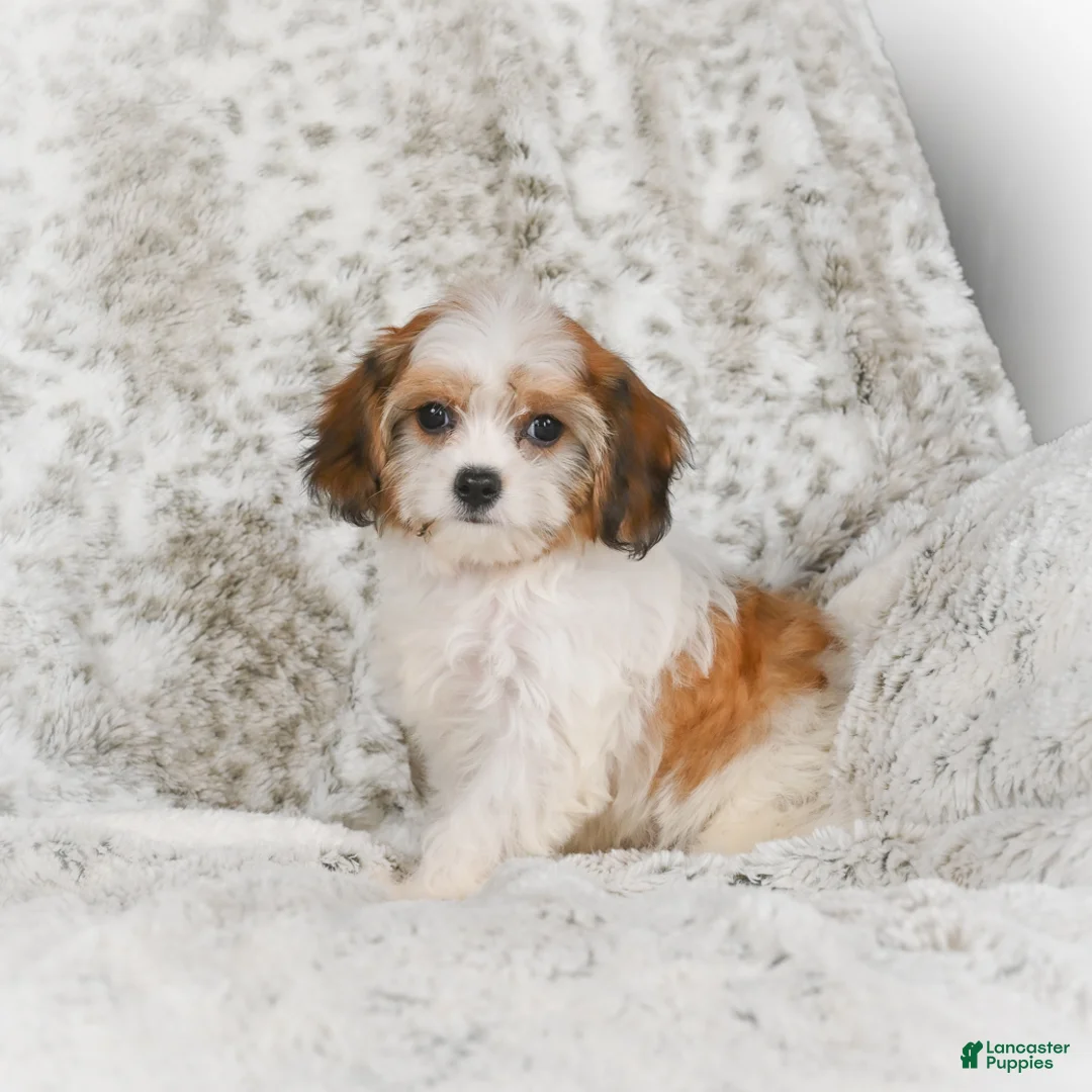 Havanese dogs for sale: Heidi - Ad 10