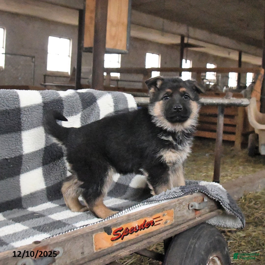 German Shepherd dogs for sale: Holly - Ad 2