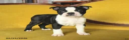 Boston Terrier dogs for sale: Sparkles - Ad 1