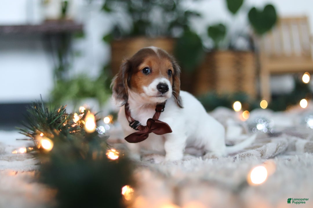 Miniature Dachshund dogs for sale: Theo - Ad 11