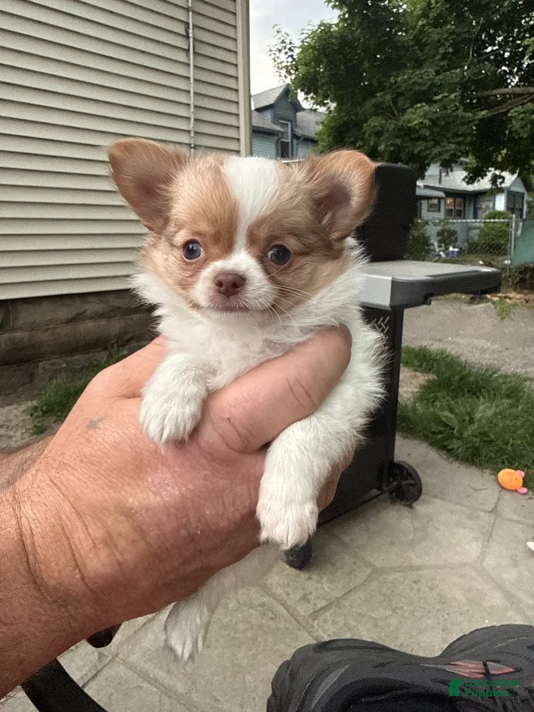 Chihuahua dogs for sale: Chihuahua Puppy 1 - Ad 1
