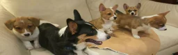 Mixed Breed dogs for sale: Orpheus - Ad 35