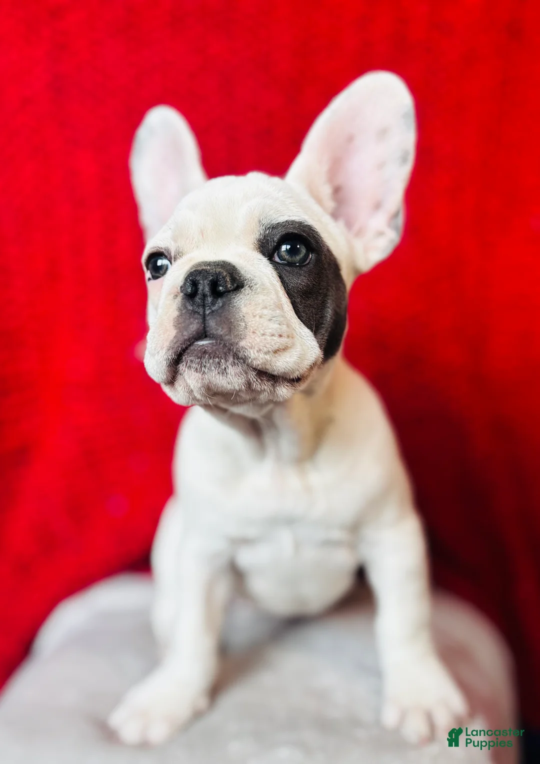 French Bulldog dogs for sale: Maislee - Ad 6