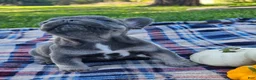 French Bulldog dogs for sale: Quentin  - Ad 3