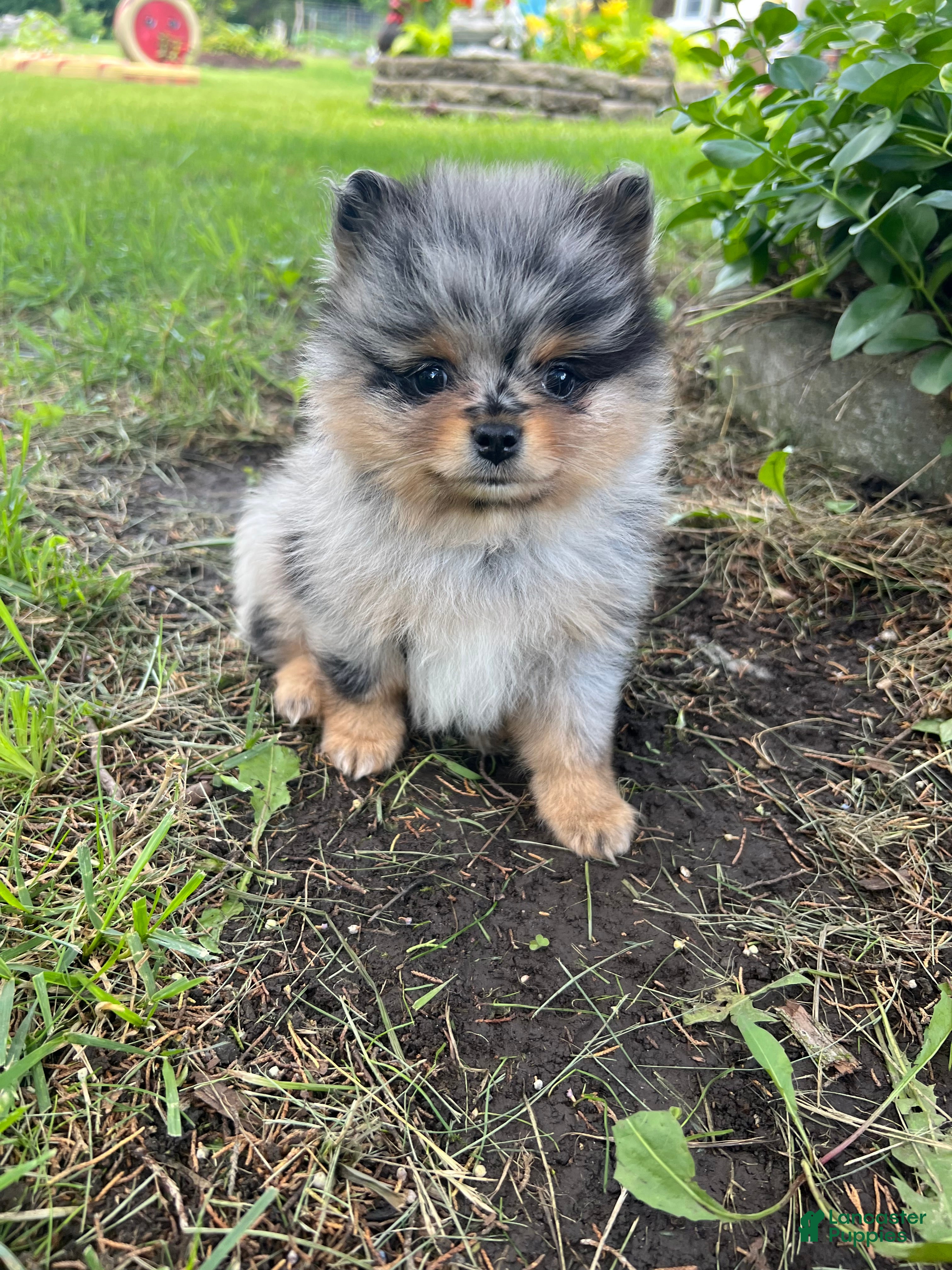 Pomeranian dogs Bandit Merle tricolor  - Ad 1