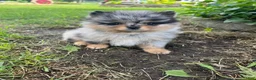 Pomeranian dogs for sale: Bandit Merle tricolor  - Ad 1