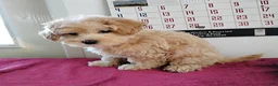 Maltipoo dogs for sale: Bertha - Ad 3
