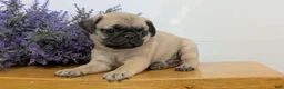 Pug dogs for sale: Niko - Ad 8