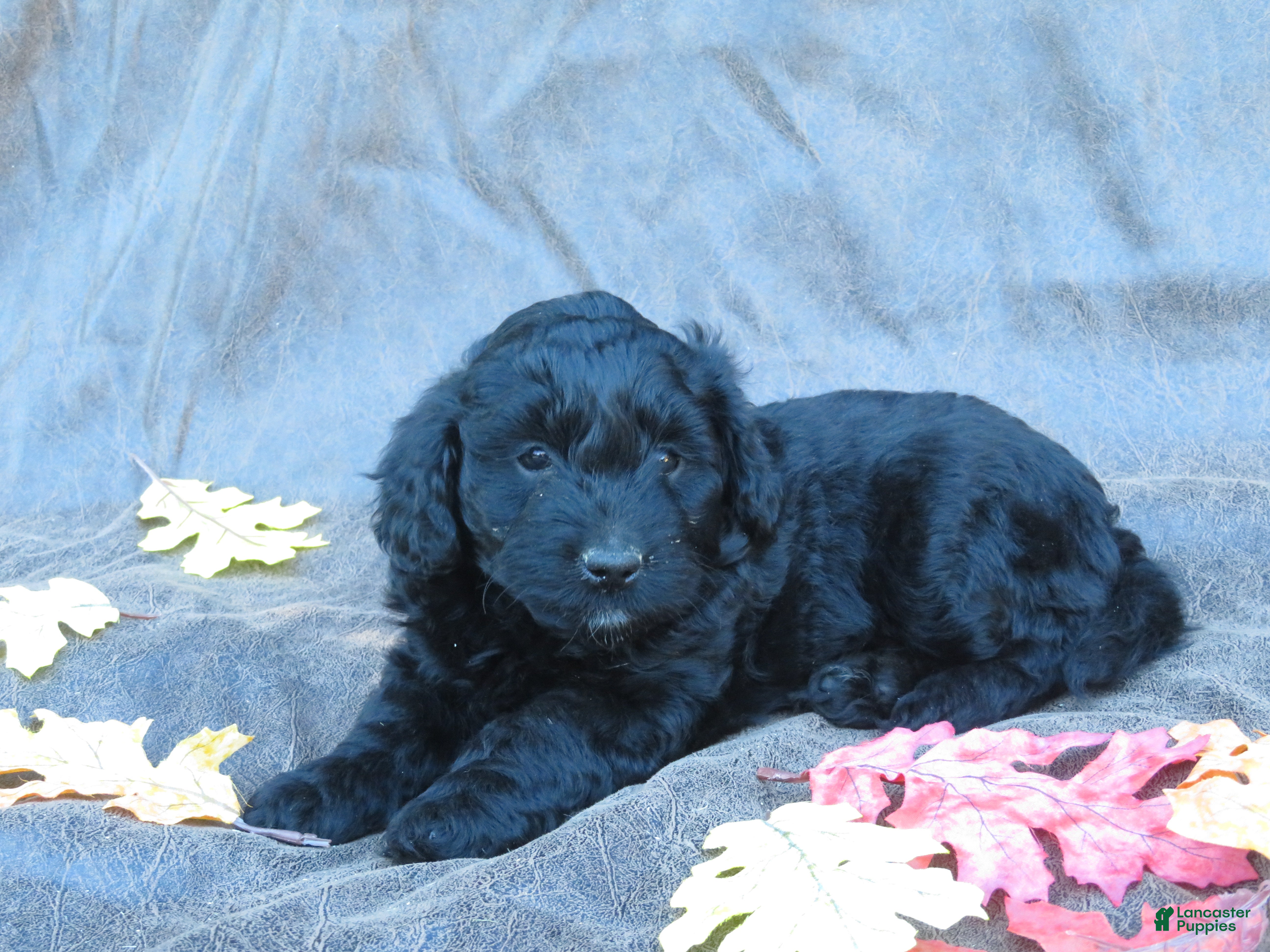 Mixed Breed dogs for sale: Molly - Ad 2