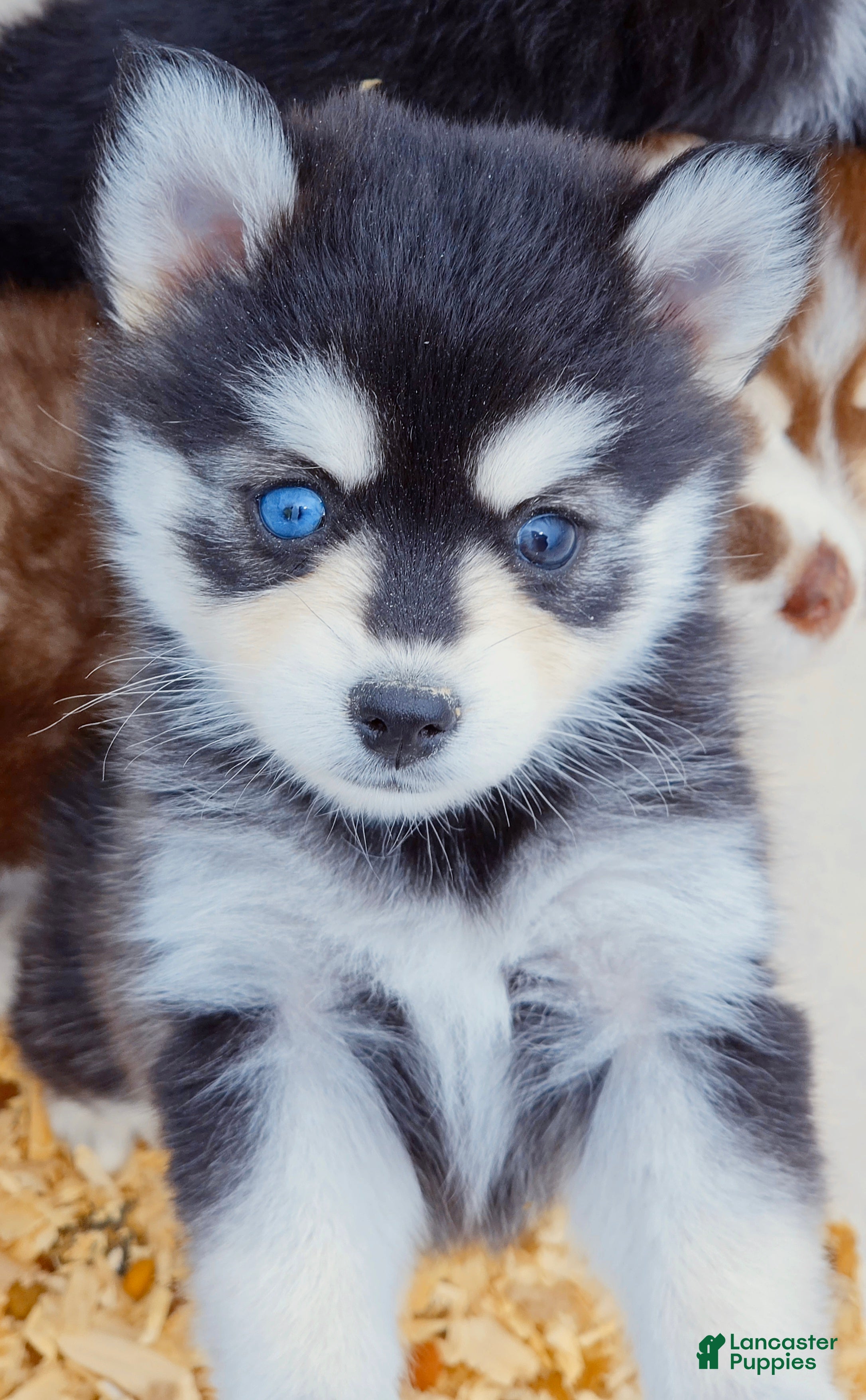 Pomsky dogs Roxanne - Ad 6