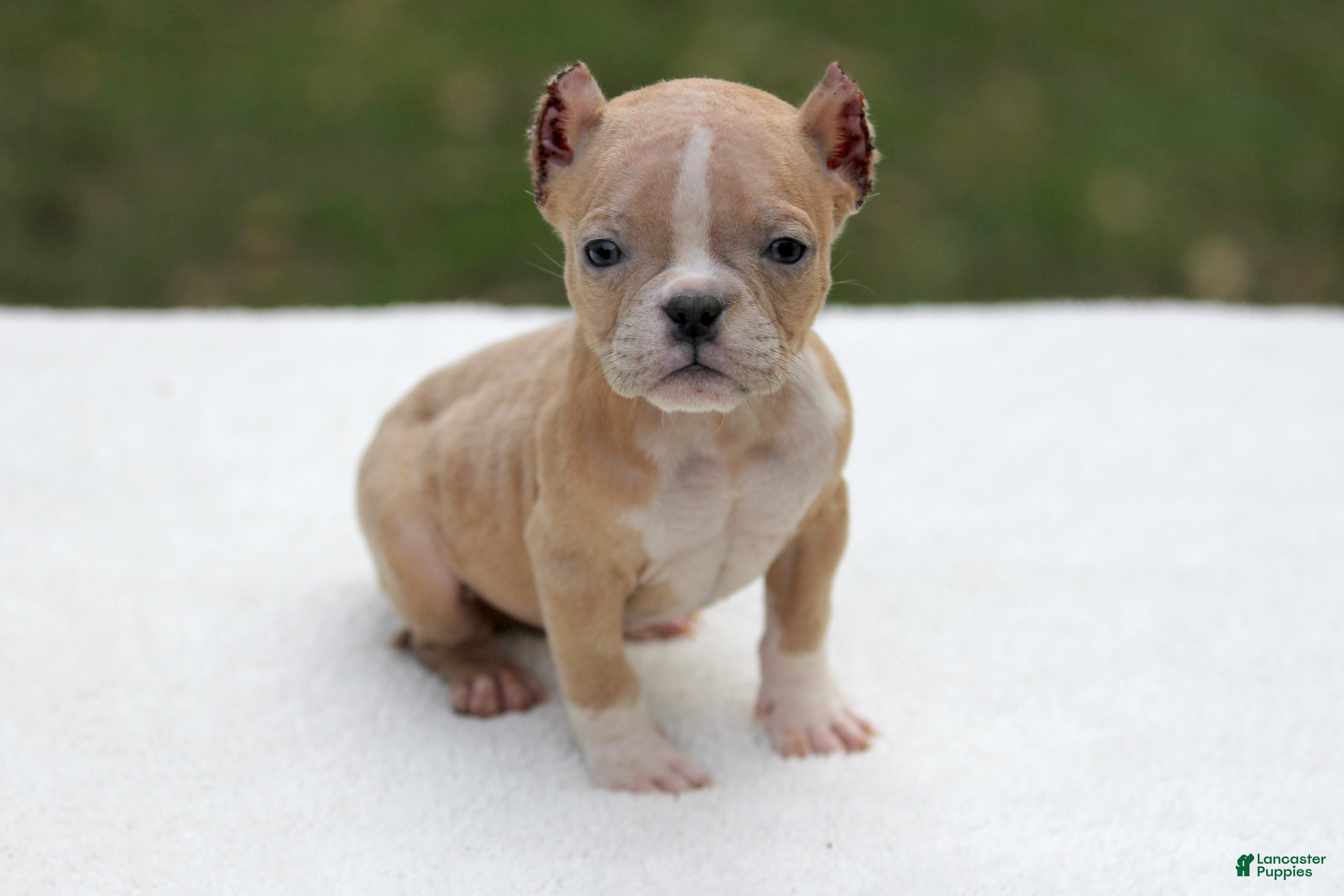 American Bully dogs Fawn Merle Female - Ad 22