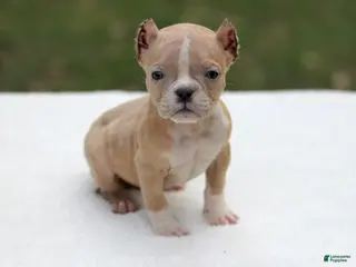 American Bully dogs Fawn Merle Female - Ad 22