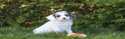 Cavapoo dogs for sale: Ivory Rose - Ad 4