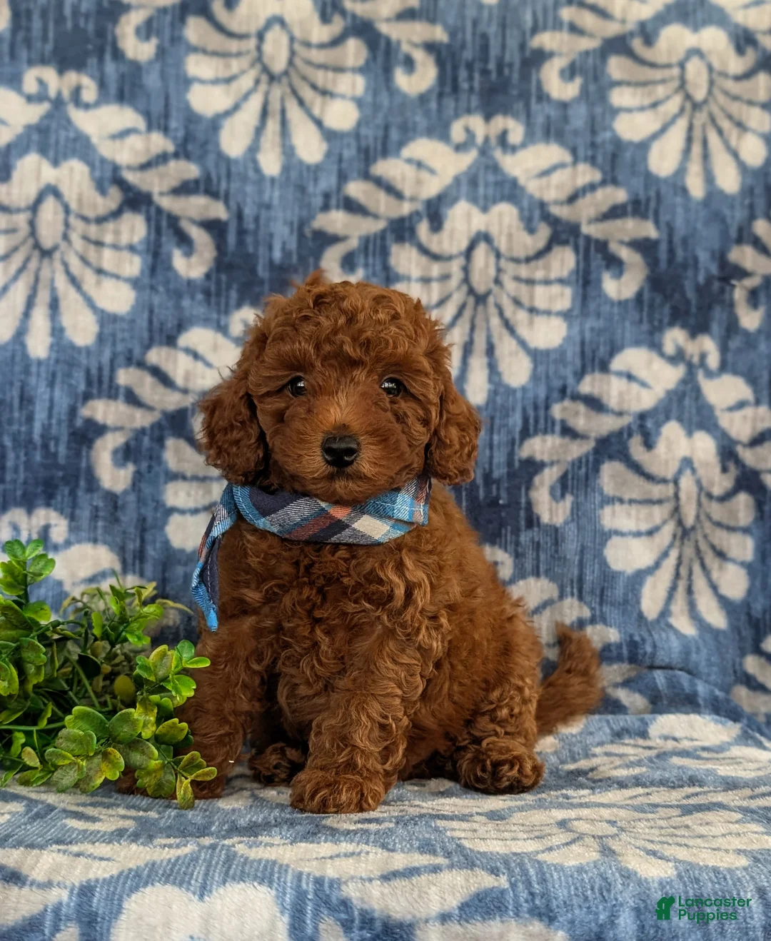 Toy Poodle dogs for sale: Sherman 9 lbs Full Grown - Ad 2
