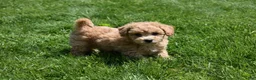 Bichpoo dogs for sale: Kevin 🐶✨ - Ad 29