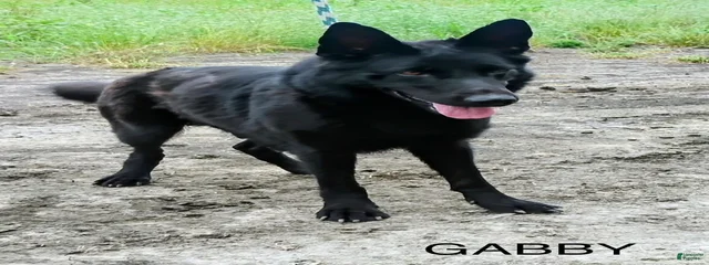 Gabby
