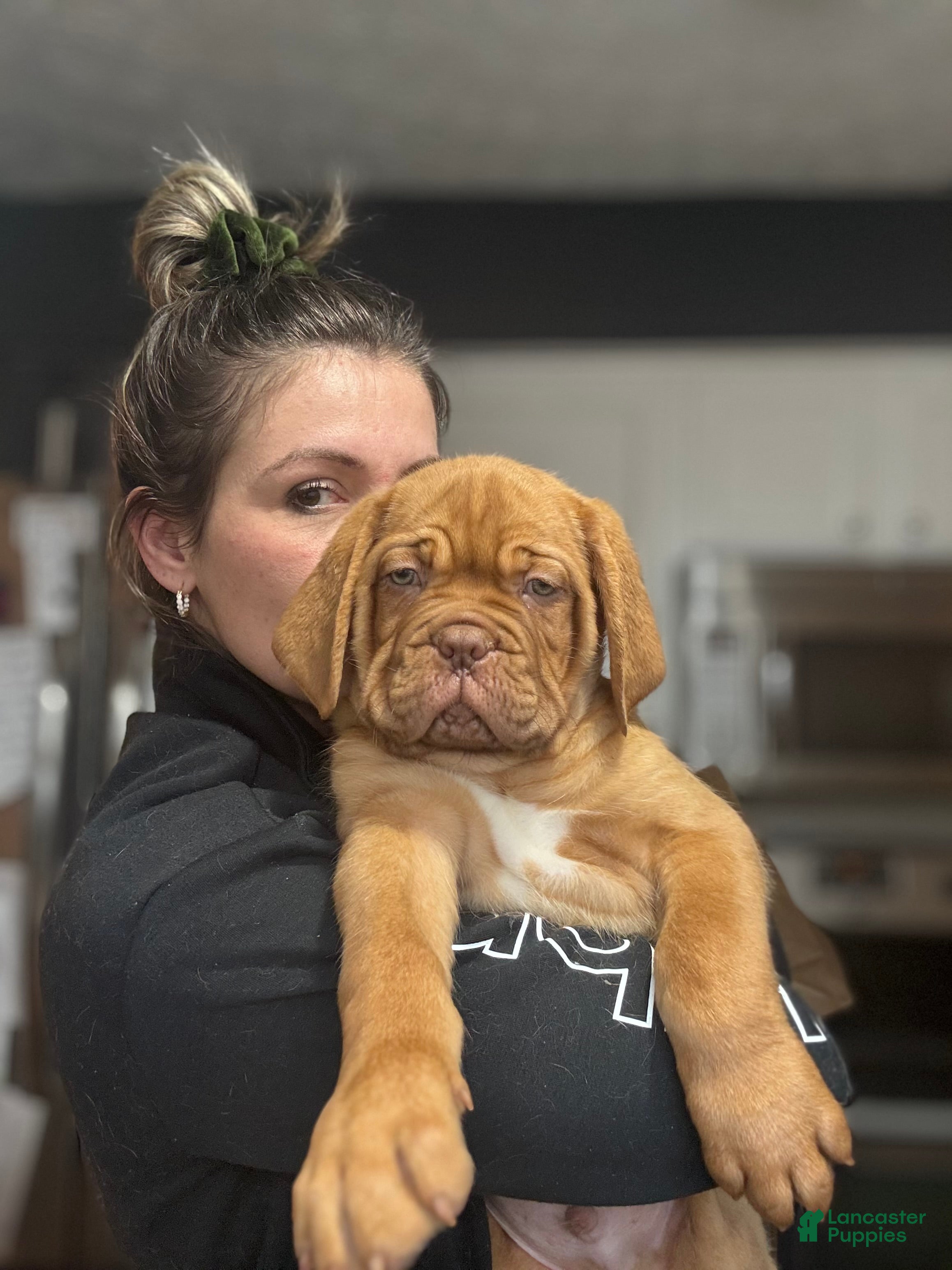 Dogue De Bordeaux dogs Dogue De Bordeaux Puppy  - Ad 2