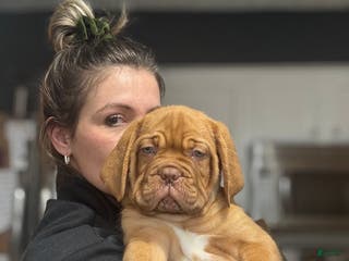 Dogue De Bordeaux dogs Dogue De Bordeaux Puppy - Ad 2