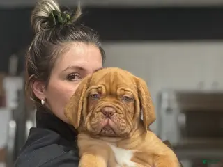 Dogue De Bordeaux dogs Dogue De Bordeaux Puppy - Ad 1