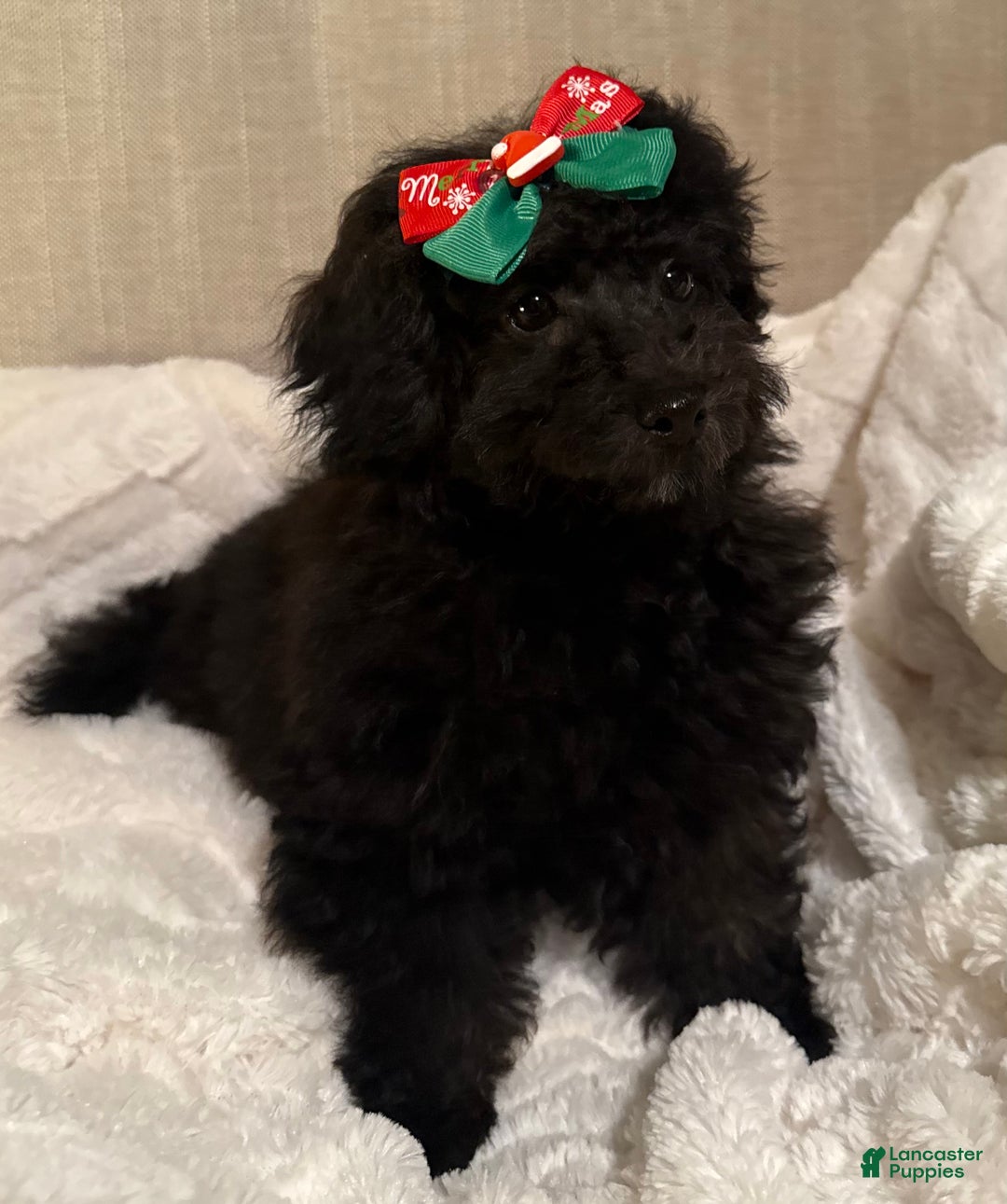 Toy Poodle dogs for sale: John  - Ad 1
