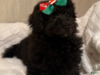 Toy Poodle dogs John - Ad 11