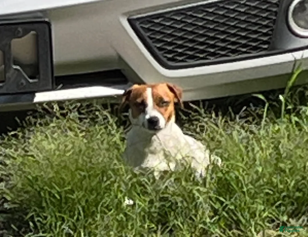 Jack Russell Terrier dogs for sale: Jack Russell Terrier 1 - Ad 9
