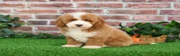 Mini Goldendoodle dogs for sale: Rigatoni - Ad 2