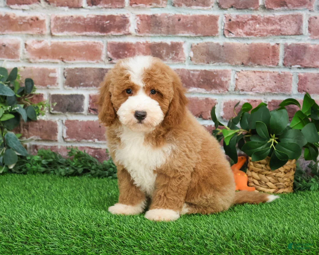 Mini Goldendoodle dogs for sale: Rigatoni - Ad 2