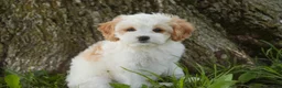 Mixed Breed dogs for sale: Pebbles Munchkin Bernedoodle - Ad 6