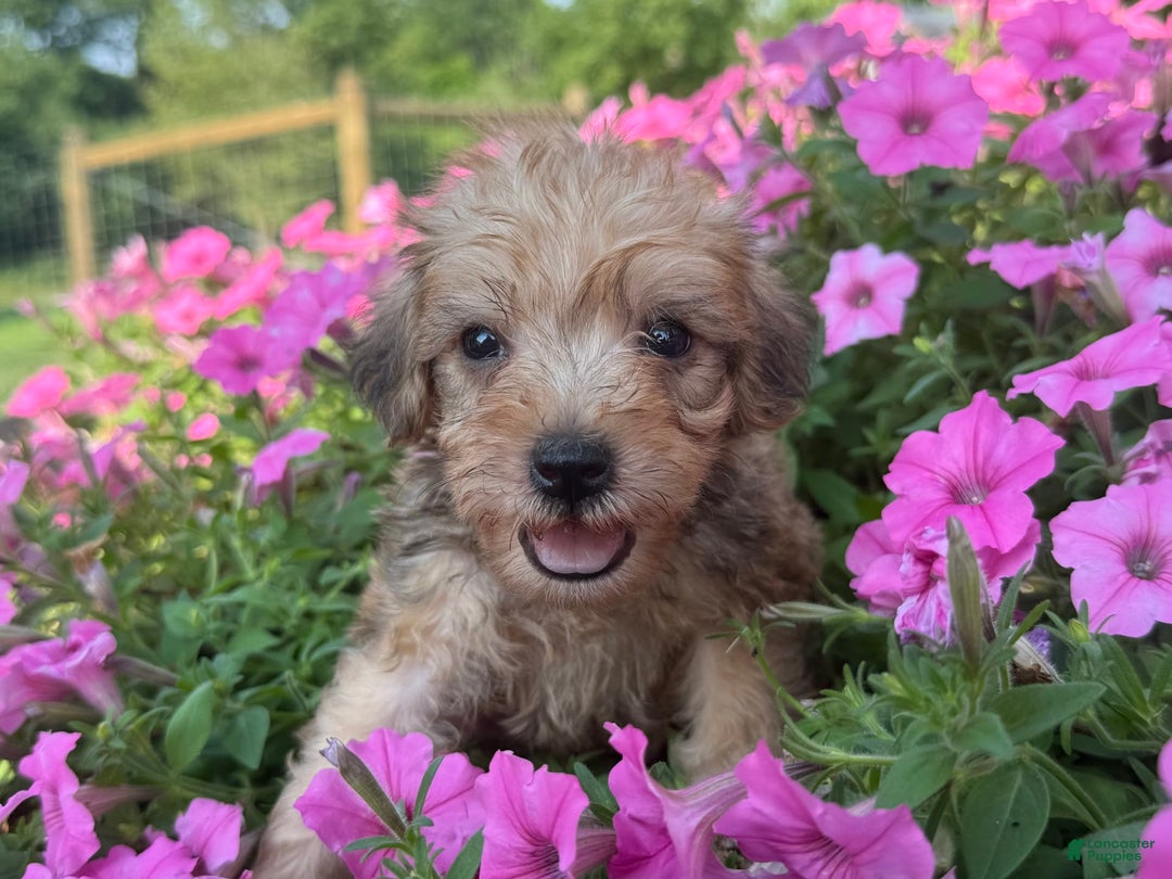 Schnoodle dogs for sale: Isaiah - Ad 19