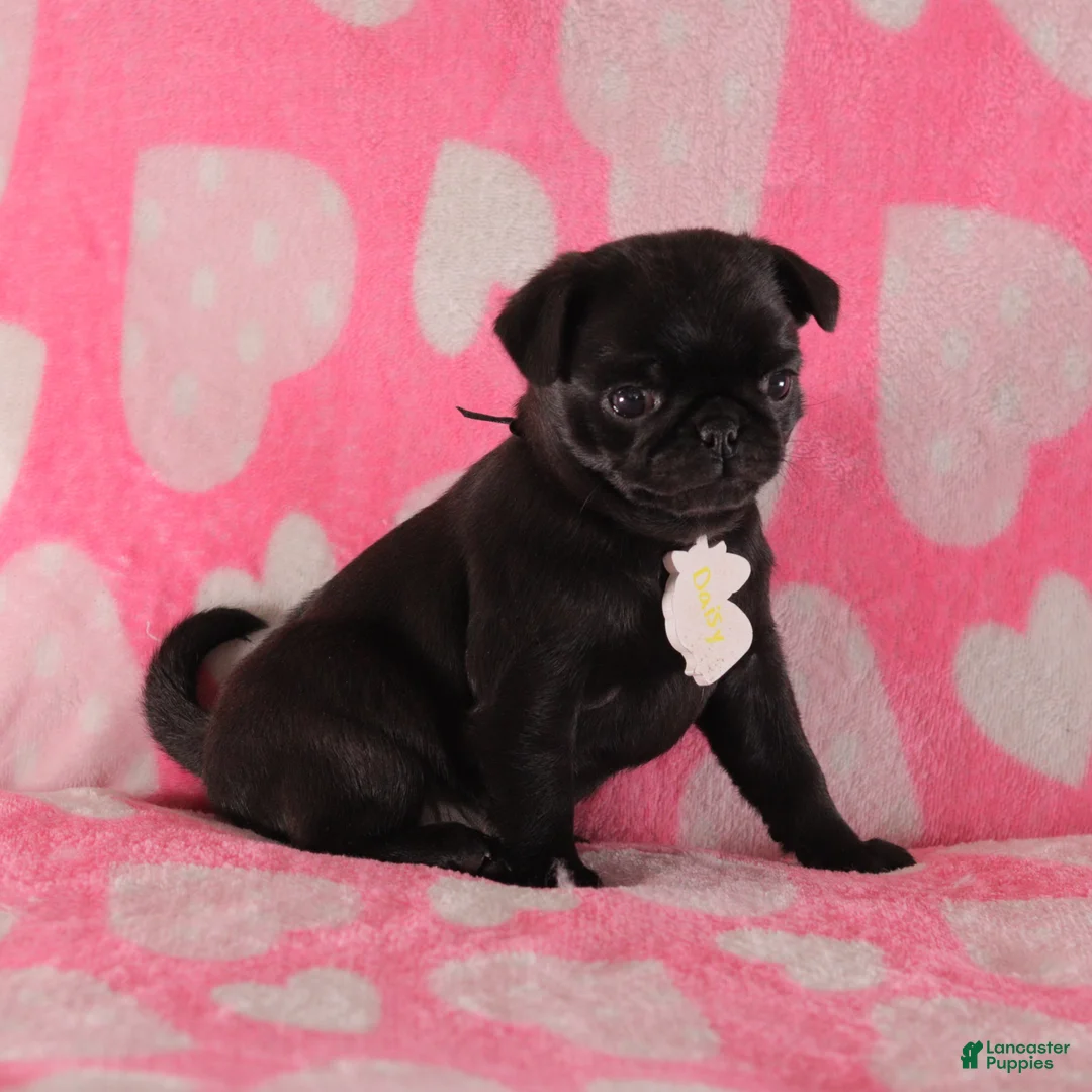 Pug dogs for sale: Daisy - Ad 3