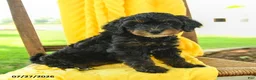 Mini Bernedoodle dogs for sale: Claire - Ad 4