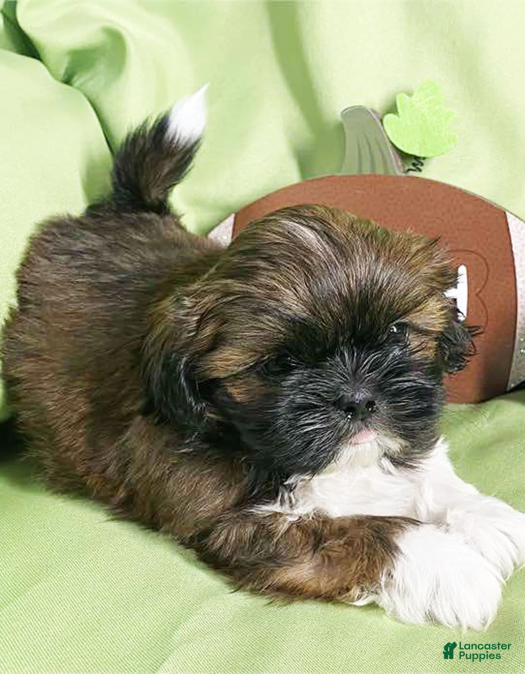 Shih Tzu dogs for sale: Cash - Ad 1